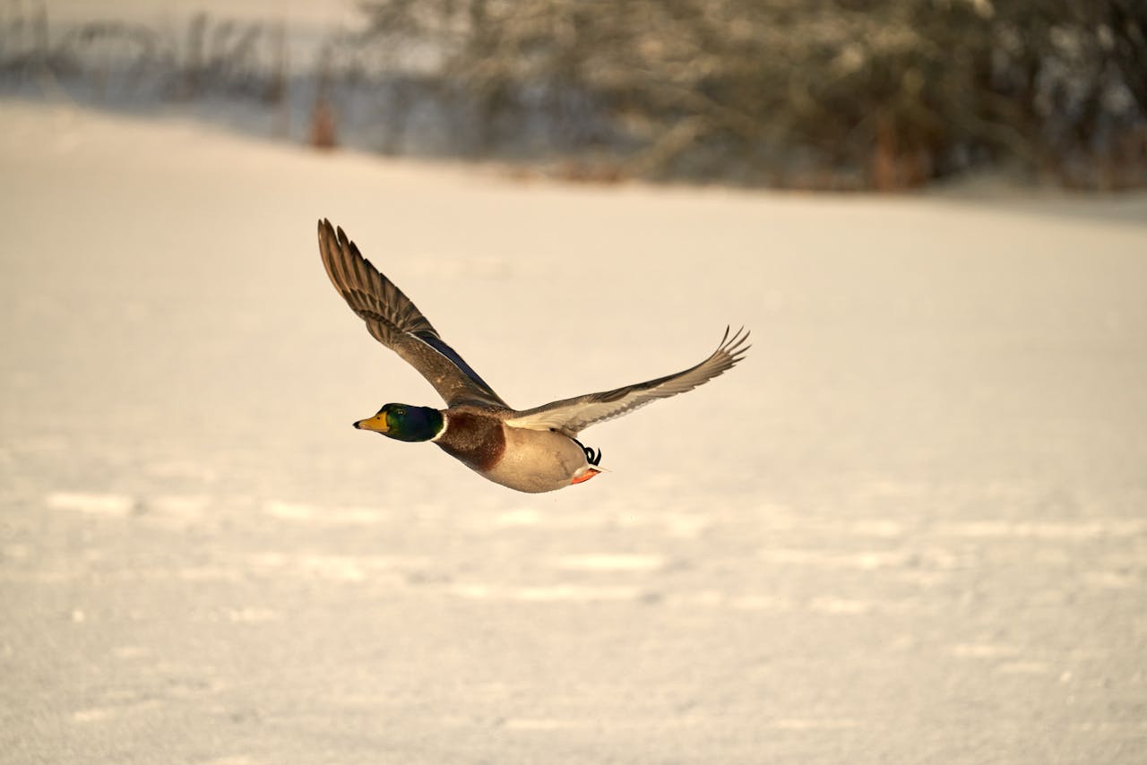 Crafting Captivating Headlines: Your awesome post title goes here A male mallard duck gracefully flying over a snowy winter landscape.